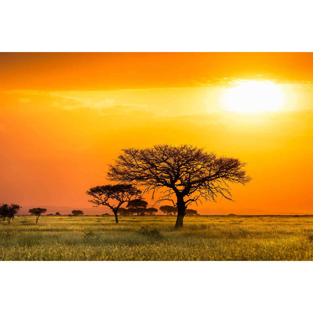 Serengeti Sunrise