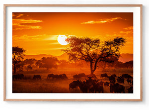 Serengeti Sunset